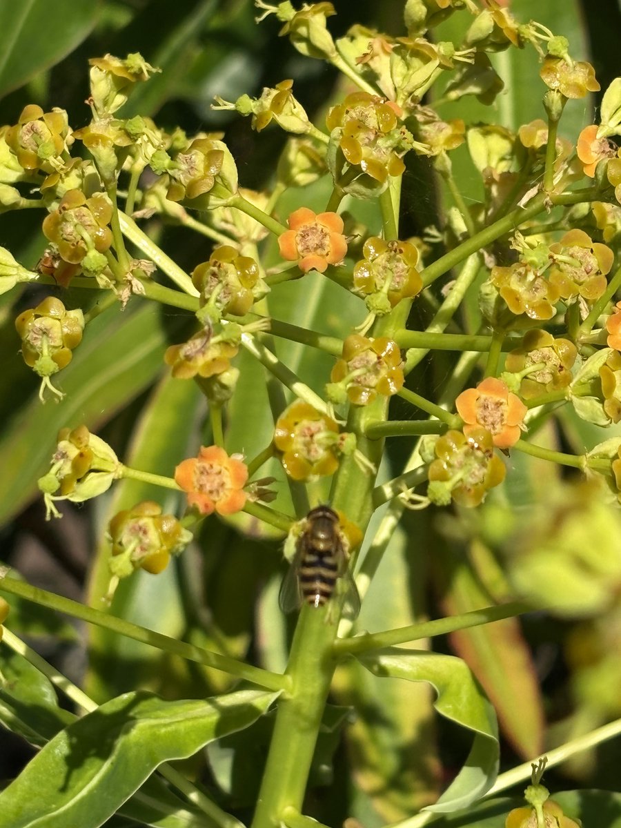 papaver's tweet image. New on the blog: the April #endofmonth review of my garden #gardeningblog #blog #gardening #mygarden #gardeningtwitter #gardeningX 
#taplink blackberrygarden.co.uk/2026/04/end-of…