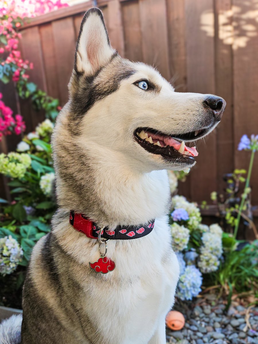 Pawsonify 🐾 tweet media