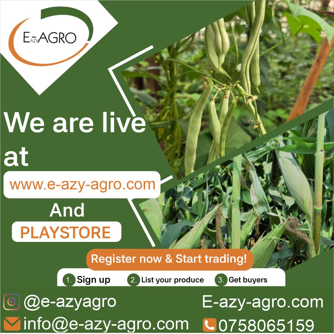 e_azyagro's tweet image. We are LIVE on Play Store!

Download E-azy Agro App today
Sign up as a buyer, farmer, or professional trader and start trading instantly.

From farm to market, trading made simple.
Your hustle just got E-azy.
#e-azyagro #playstore