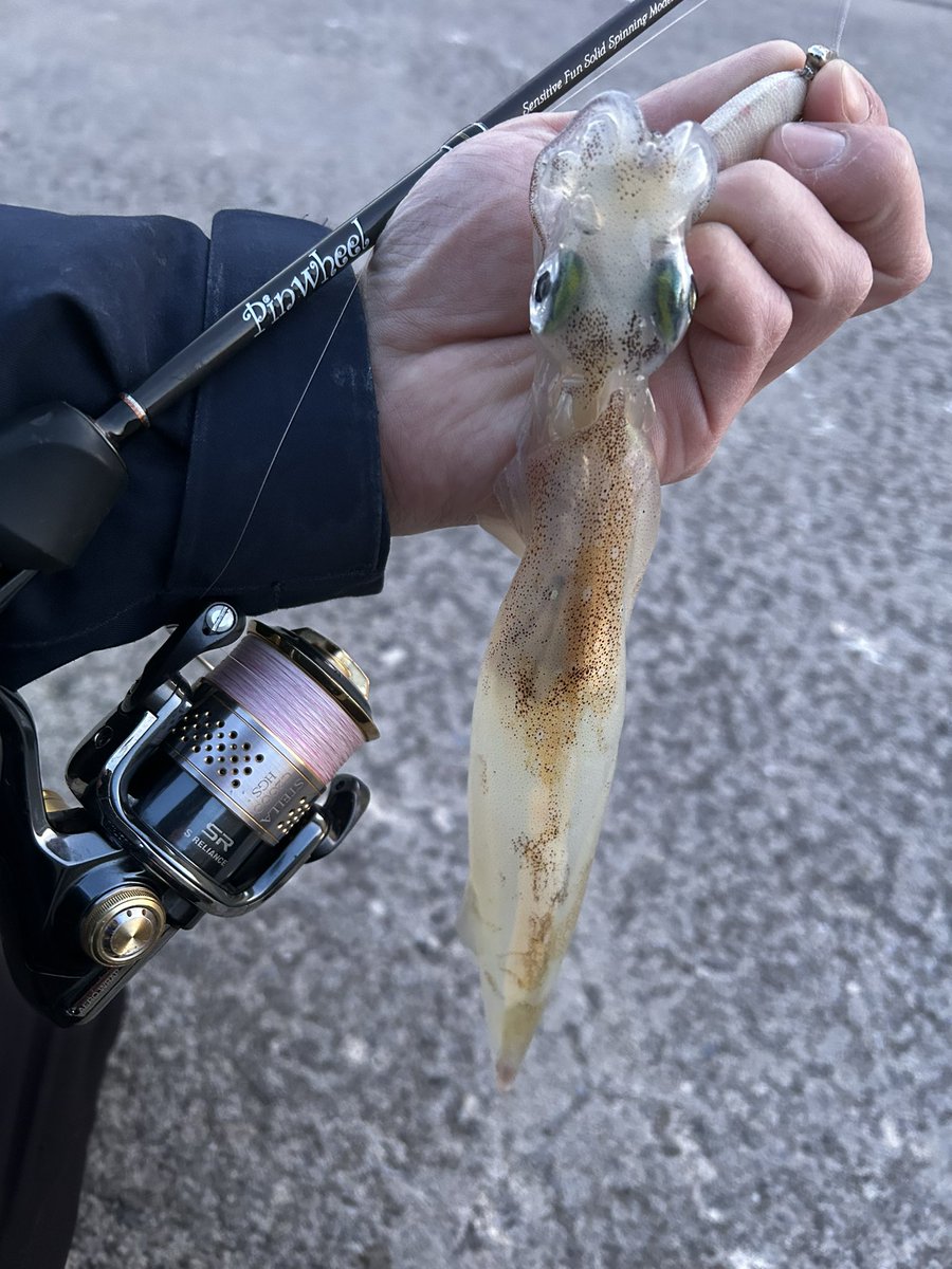 何とか何杯かは釣れてくれた🦑×🌴 #palmsfishing #ピンウィール63xul