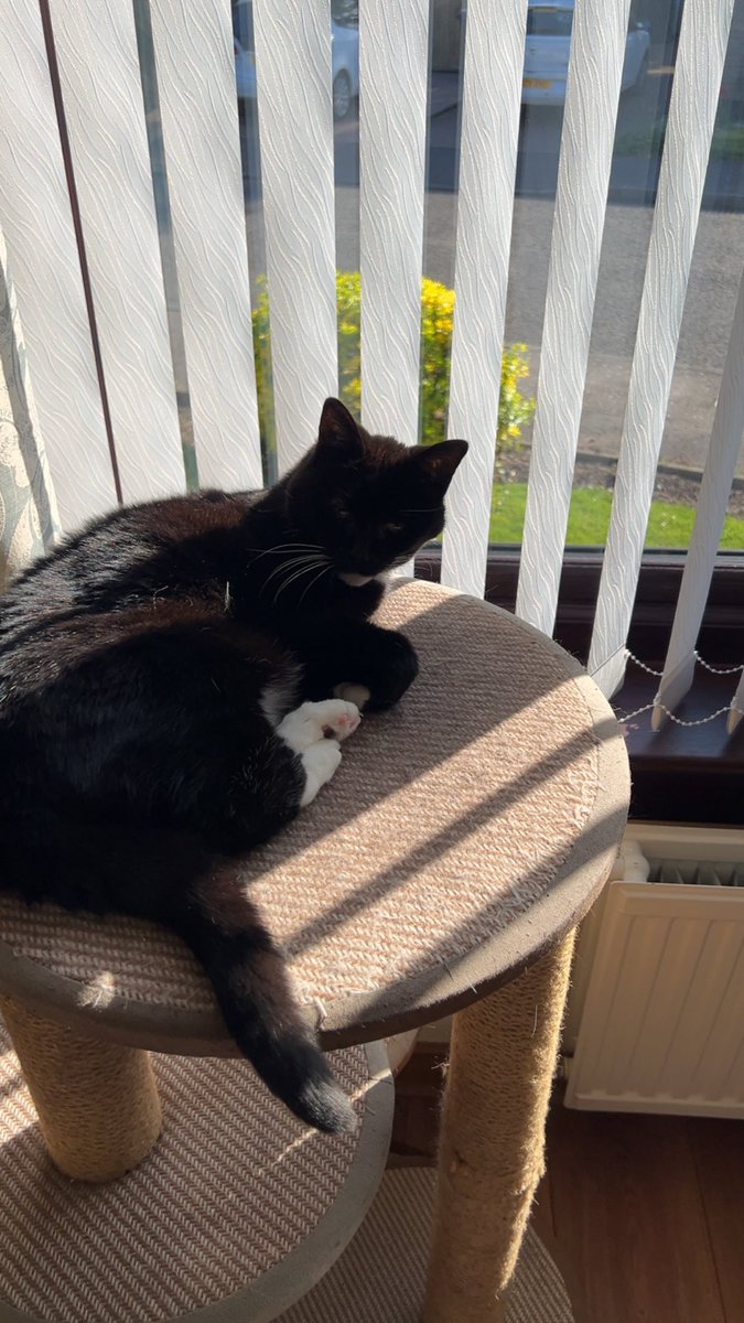 ali_forry's tweet photo. @thecataura Apple the freeloader for 18 years of very high maintenance 😂 https://t.co/AS5Z1rPvOL