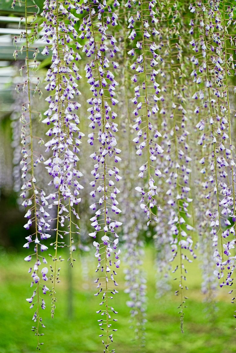 Uratoshi349005's tweet image. 藤の花
青葉園
4月29日

Camera:Sony α7cⅱ
Lens: Tamron 25200 f2.8-5.6

#alpha_newgeneration
#tamron 
#旅行好きな人と繋がりたい
#tokyocameraclub 
#青葉園