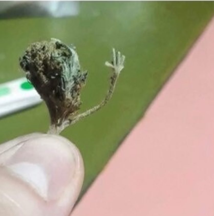 Sr. Weed tweet media