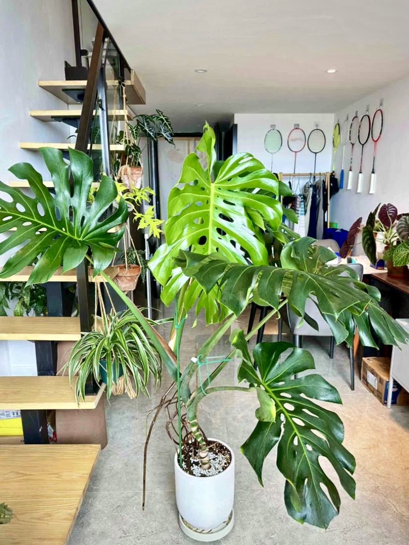 lililuludeck's tweet photo. Spotted: Your new plant parent superpower! 1. Bright indirect light + 2. Let soil dry 50% (stick finger test!) + 3. Monthly liquid feed = Happy, lush greens. Tag a plant lover who needs this hack! https://t.co/cFzG966469