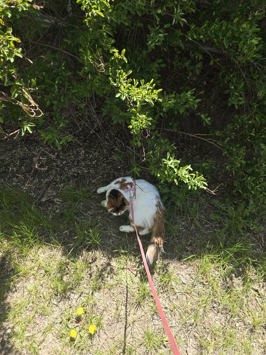 ResponseVague's tweet photo. Kitty for a walk https://t.co/f9FskFkbTO