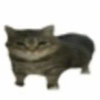 Punch Cat tweet media