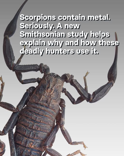 shapeshiftax's tweet image. Scientists are engineering boreworms that digest gold, and bring it back up to the surface. They plan to call them hordedragoons.

Really? Probably I have no idea. But I mean I was thinking about it and you won't leave me alone, so there you go. #subconnetworkbycon
