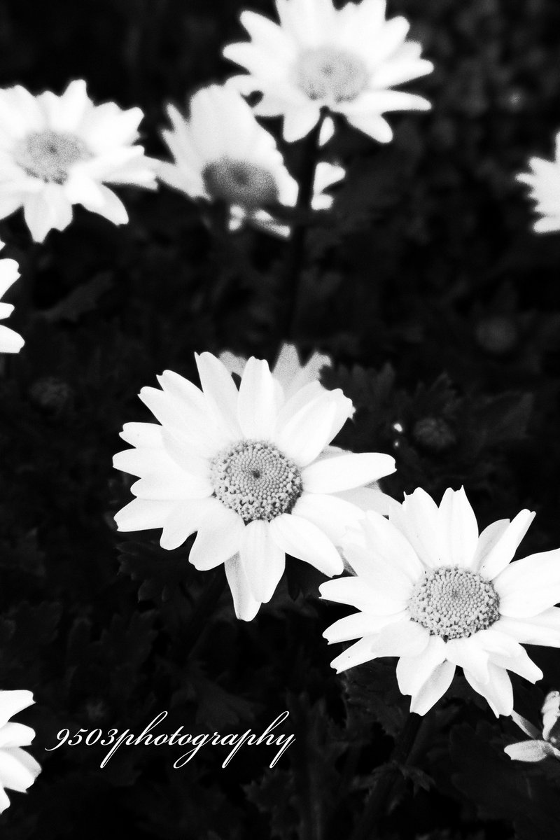 9503photography's tweet photo. flower
#TLを花でいっぱいにしよう
#写真好きな人と繋がりたい #ファインダー越しの私の世界
#RICOH #CX2 #オールドコンデジ #monochrome
#photography #9503photography https://t.co/LwSITDJS4n