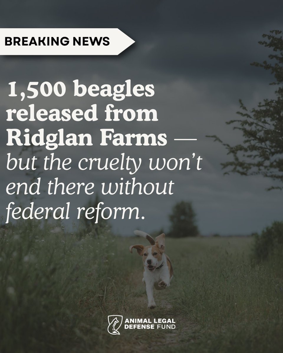 ALDF tweet media