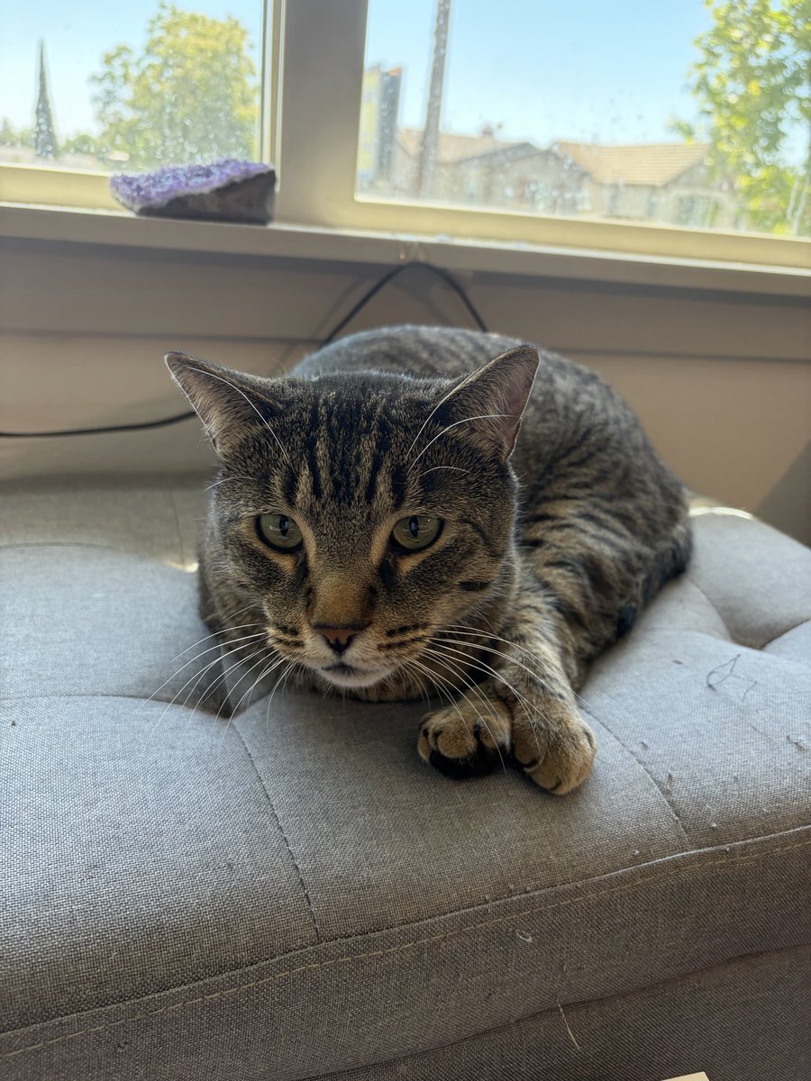 Jack Cat tweet media