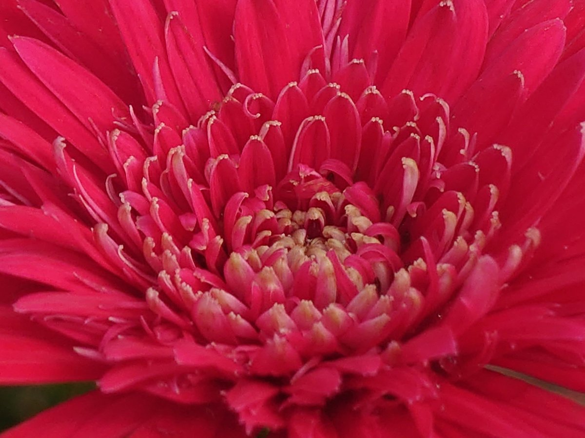 Tweet image