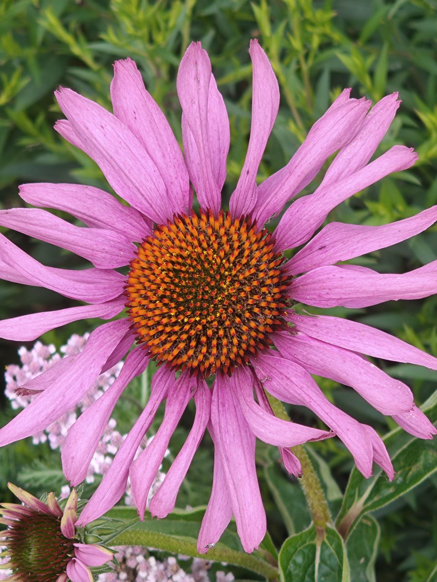 TechDepthStudio's tweet image. Nothing Phone 3 macro is flagship level.
The telephoto lens gets close enough to turn small garden details into full scenes:
bees, berries, petals, textures… all handheld. @nothing @AkisEvangelidis #NothingPhone3 #MacroPhotography