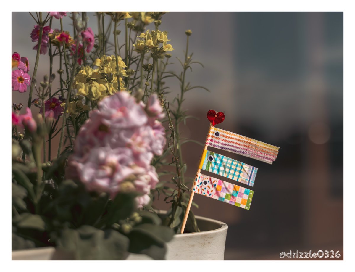 drizzle0326's tweet image. 鉢植えの中で、季節が泳いでいた。

#photography 
#キリトリセカイ
#写真好きな人と繋がりたい　
#ファインダー越しの私の世界