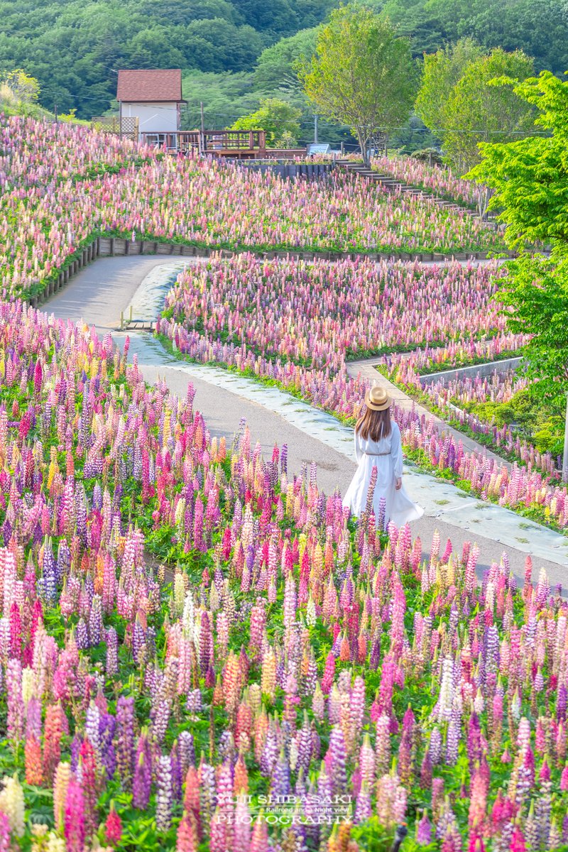 Yuji Shibasaki＠Photo tweet media