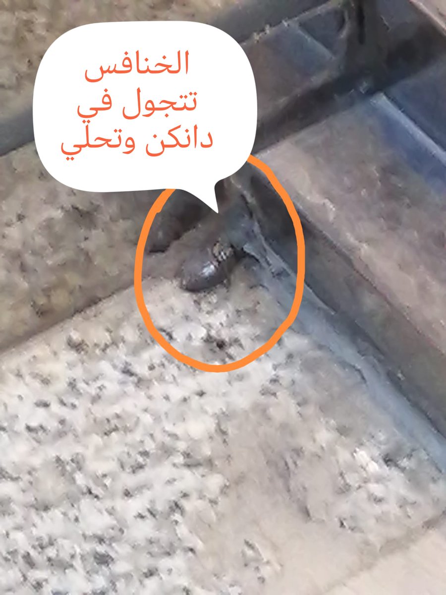 العين الثالثة tweet media