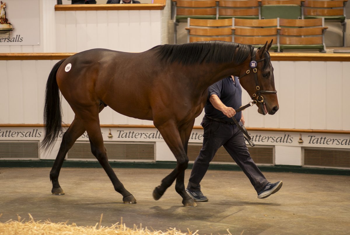 rpbloodstock's tweet photo. "We’re delighted to get him and the aim’s to hopefully have him run at Royal Ascot."

Late drama at Tattersalls with 240,000gns Minzaal colt heading for Richard Spencer

Read more here 👉 https://t.co/pgyXTInsdd https://t.co/ZEqzA7b6MC