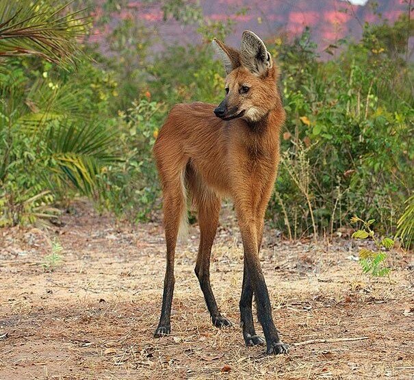 Nature is Amazing ☘️ tweet media