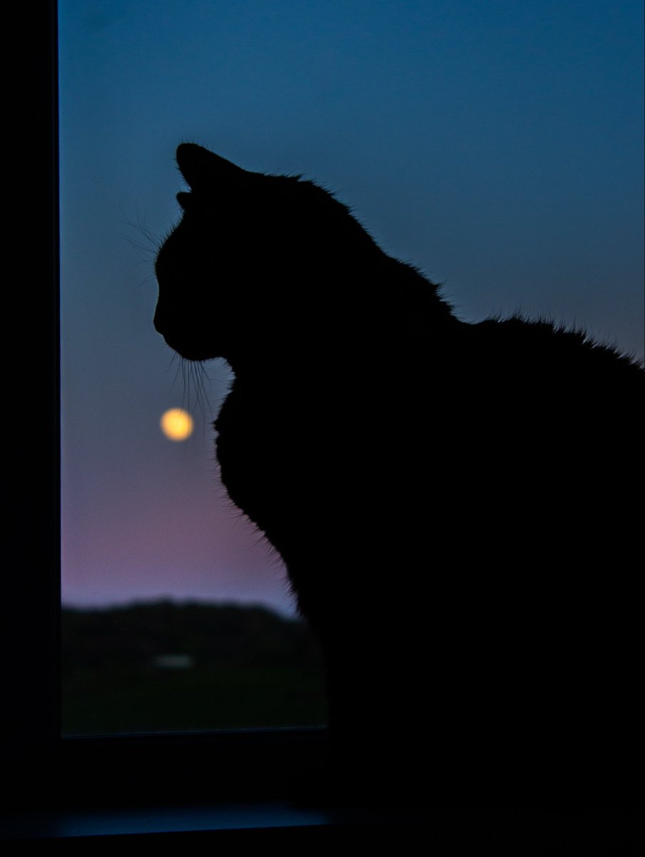 JulieIngham8888's tweet image. Moon 🌝 gazing with 📸  &amp;amp; 🐈‍⬛ 

#moon #stargazing #photography
