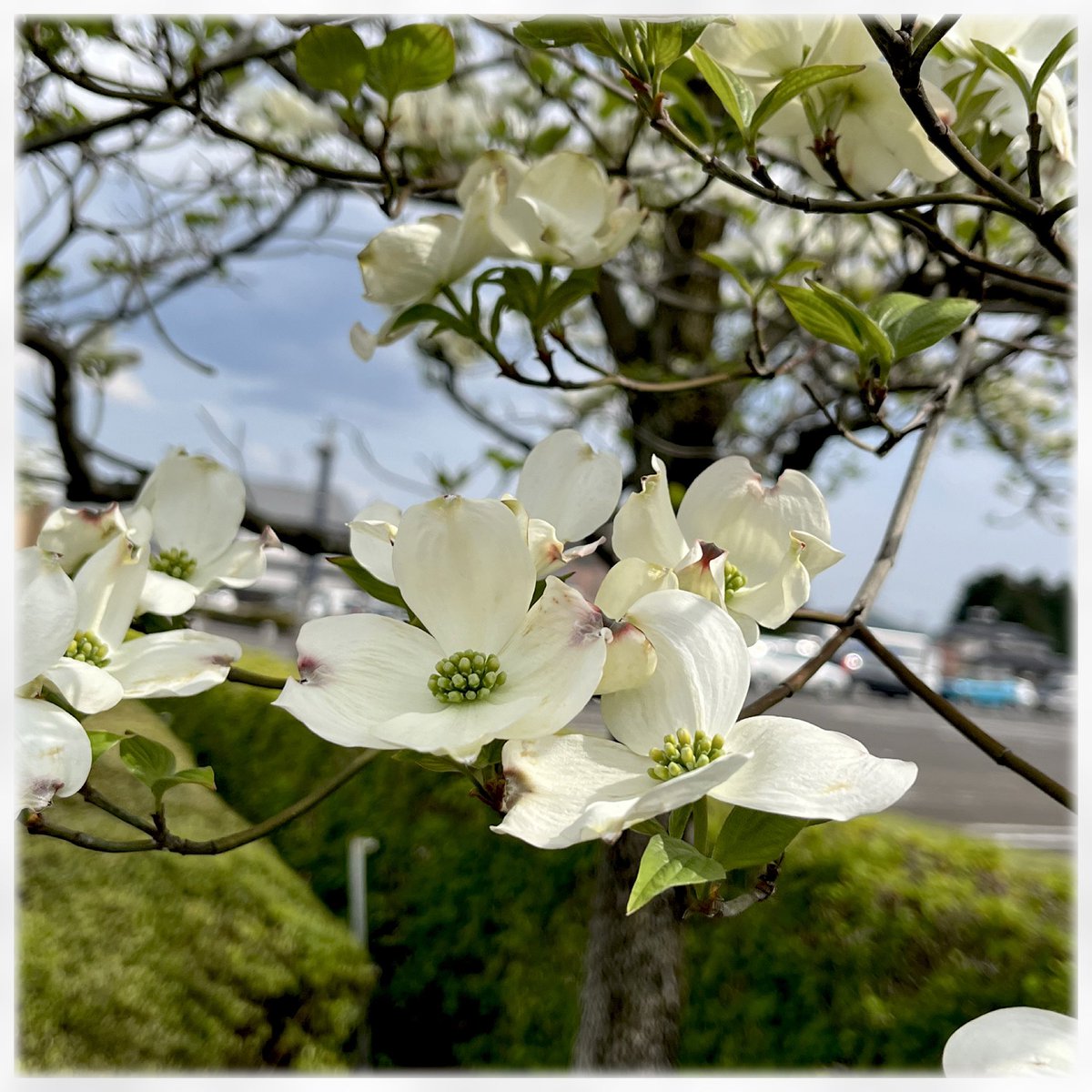 おおな tweet media