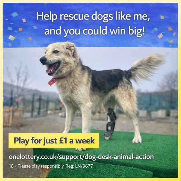LisaClareRead2's tweet image. I’m a member of the @DogDeskAction Lottery
Please join me for just £1 a week💕
Not only do you have a chance of winning a prize,you also help raise funds to look after the DogDesk #dogs 
Click the link below to join ⬇️

onelottery.co.uk/support/dog-de…

Thank you🙏 
 #ThursdayVibes #uk