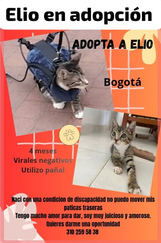 namarievenstar's tweet photo. 🆘🆘 Servicio social #Elio gatito especial, 3 años, activo, juguetón, juicioso, negativo a virales, esterilizado y vacunado. Ya tiene arenera especial, gimnasio, silla de ruedas, pañales (uso temporal) y comida. Necesita URGENTE hogar de paso antes del sábado. Info: 3102595838 https://t.co/by5220NQuF