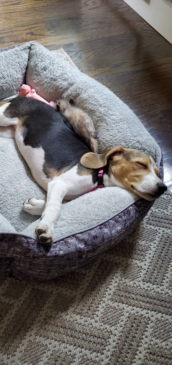 BeagleBrigadeGA's tweet image. Before the day is over! 

Happy #TBT from this little nugget! 😍 

#Beagles #Throwback
Reesy ♥️