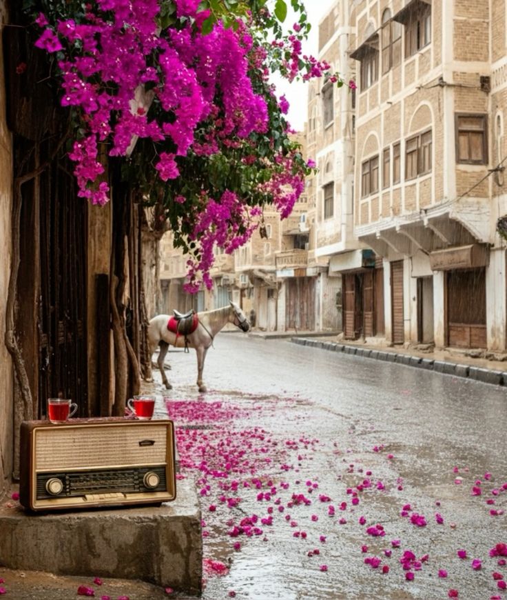 Spring in Yemen.🇾🇪🌷