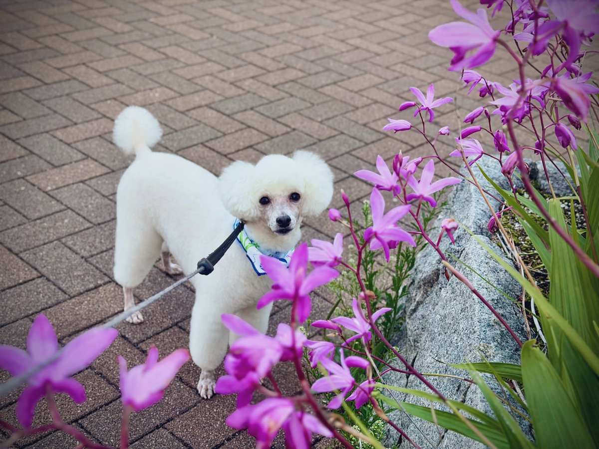 ぼたん🐩(♂10歳) tweet media