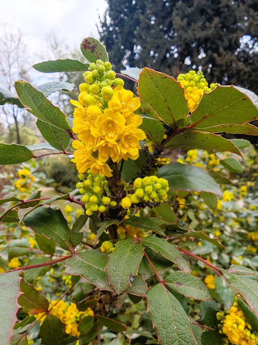 KatySnchez's tweet image. Uva de Oregón (Berberis aquifolium) #flores #plantas #hacerfotos #amarillo