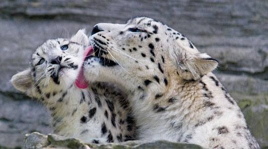 IT'S LION AND TIGERS WORLD tweet media