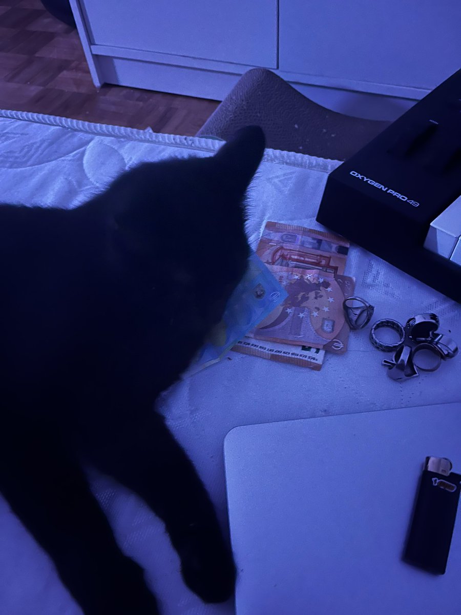chat à punk tweet media