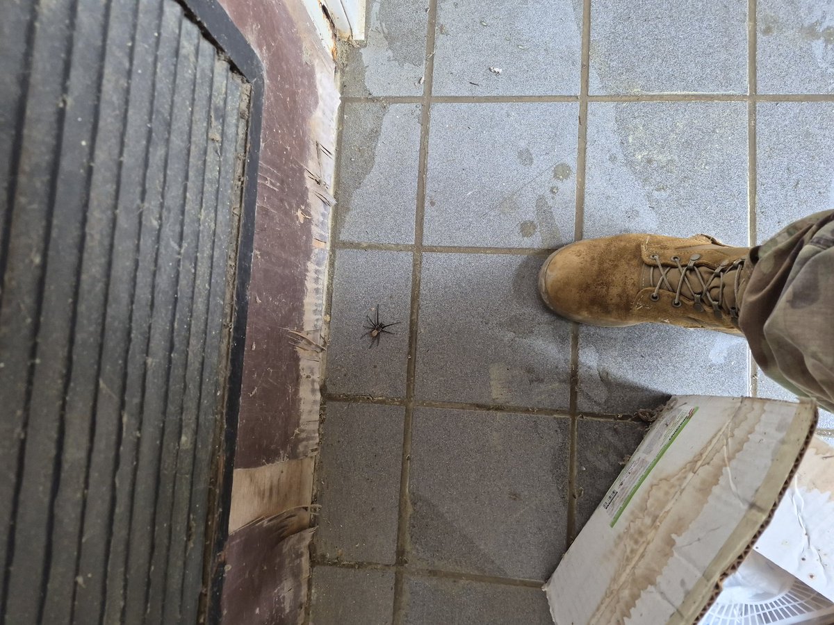 Kek McKekerson 🇺🇲🐸 tweet media