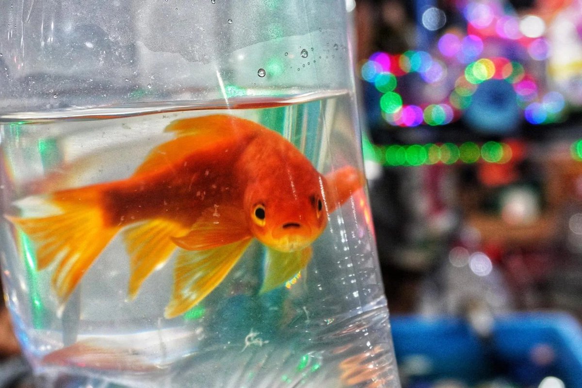 _Georgeobeid's tweet image. New study: 
Goldfish are Ecological "Pests" that Trigger Rapid Ecosystem Collapse in the Wild #Ecology 
🔗scitechdaily.com/scientists-war… 
#InvasiveSpecies #Biology #ScienceNews #Freshwater #DiebO37