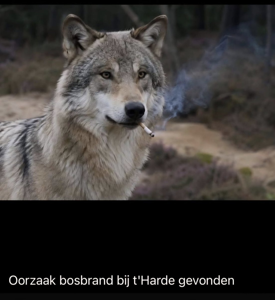 Nowolves Benelux tweet media