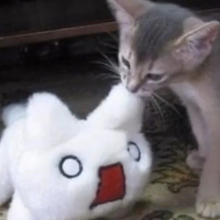 Punch Cat (@punchingcat) on Twitter photo 