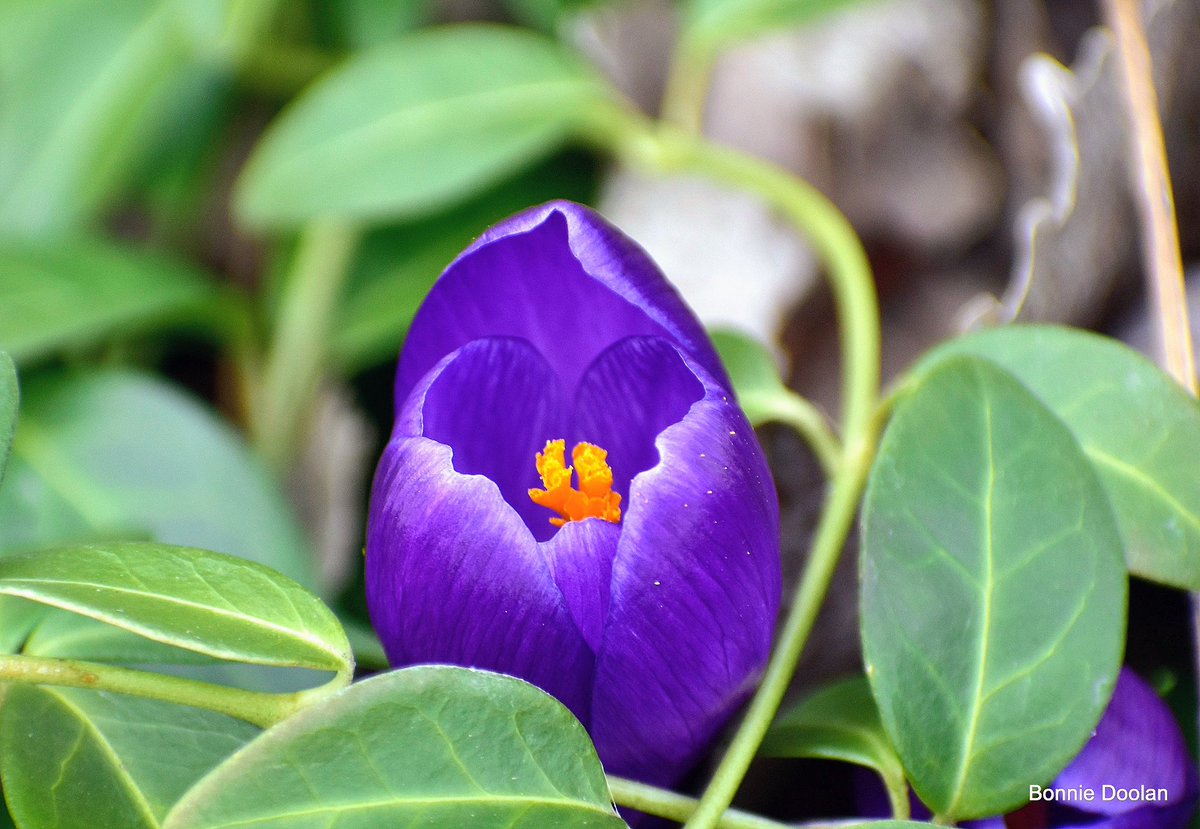 A Crocus To Brighten Your Day