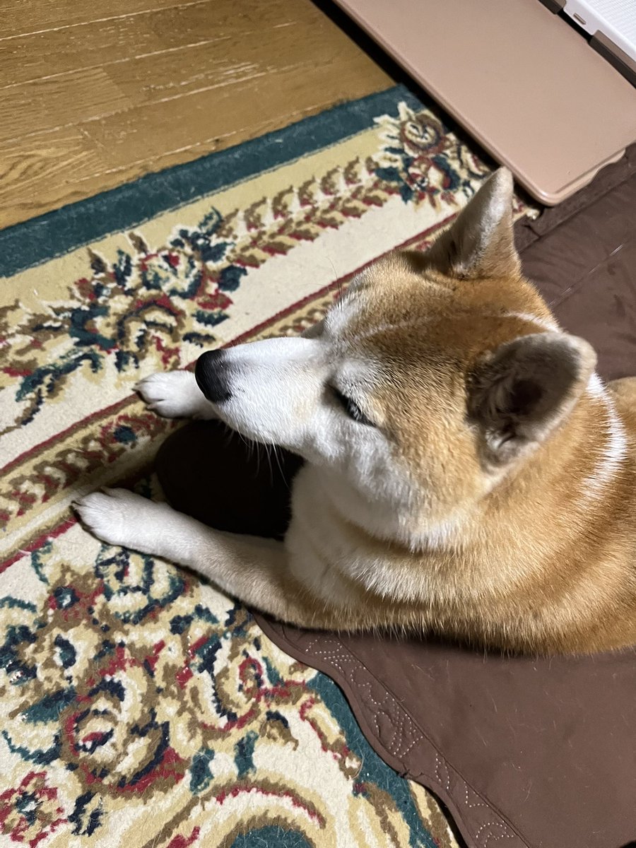 ユダ‼️と、柴犬りゅう🐕 tweet media