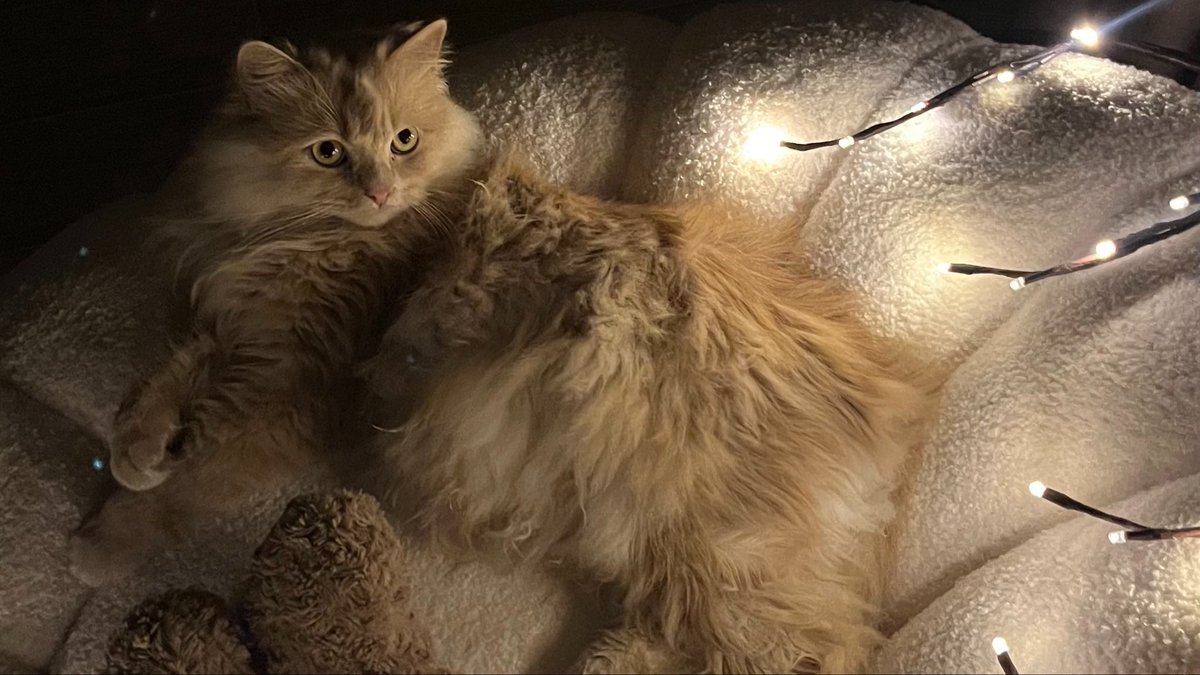 مياو | 🐈‍⬛ tweet media