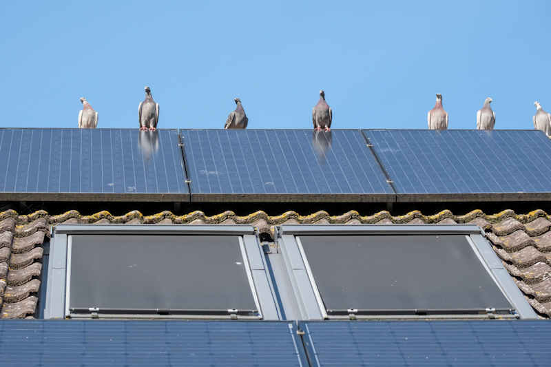 RealtyTimes's tweet image. 5 Ways to Prevent Pigeons From Nesting Under Solar Panels

realtytimes.com/new-headlines/…

#realtytimes #realestate #homeowner #housingmarket #solopanels #pigeonnesting
#pigeons