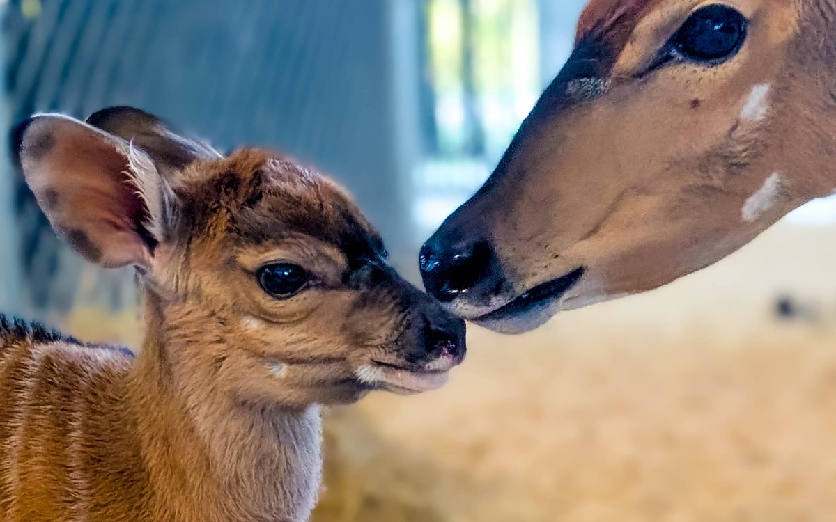 Disney Parks tweet media