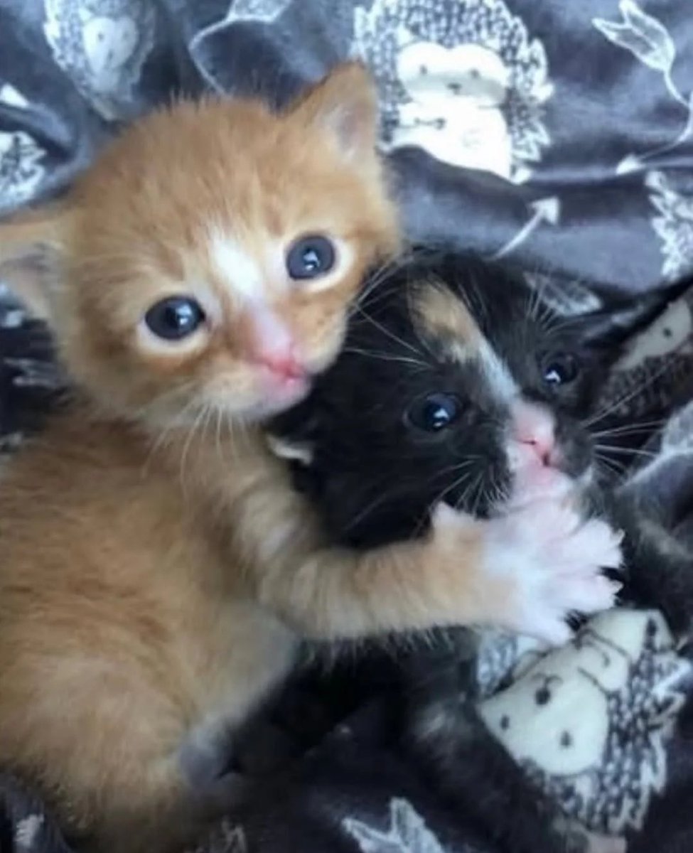 CuteLittleCats🐱 tweet media