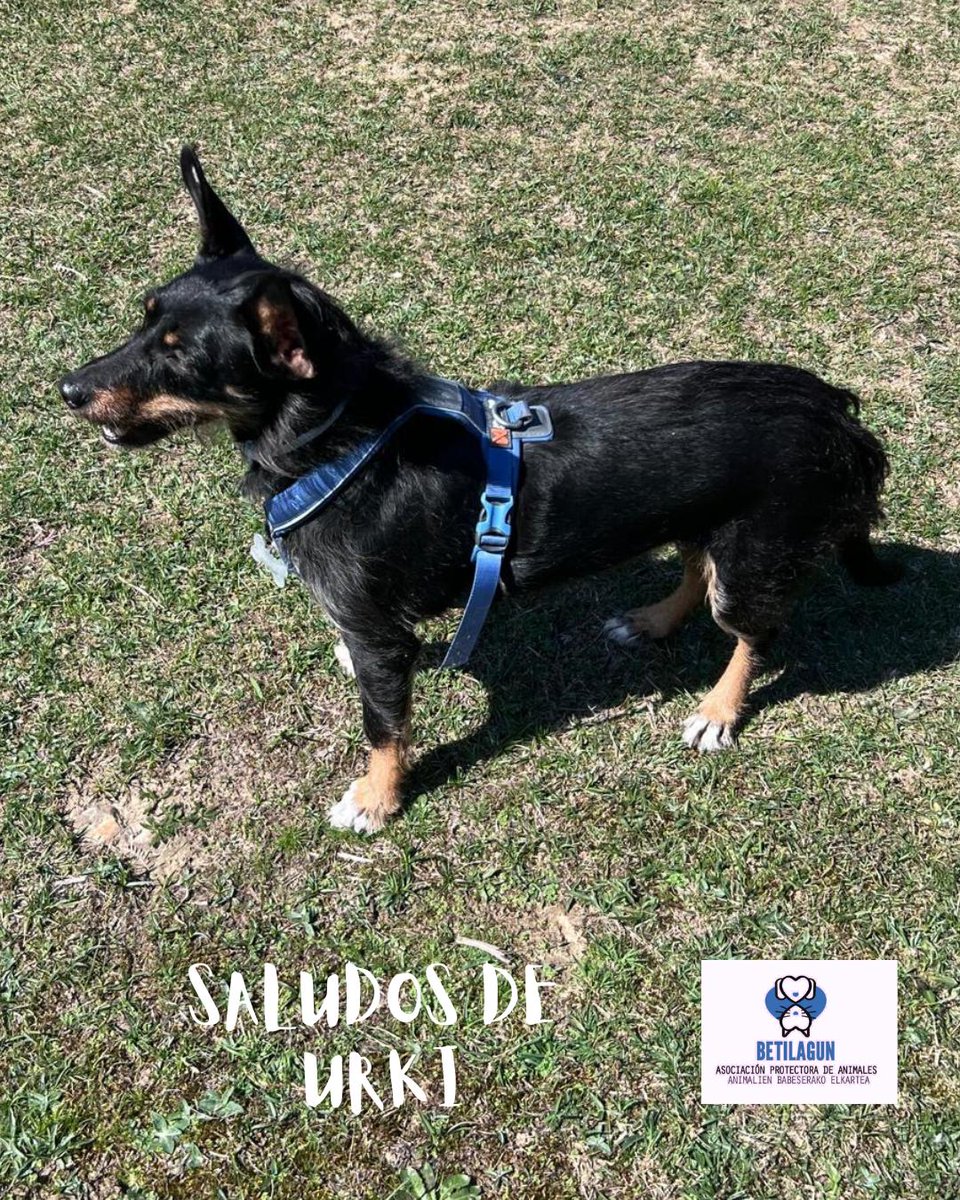Betilagun Asociación Protectora de Animales tweet media