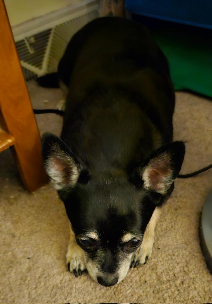 paco5775's tweet image. Throwback Thursday 💖 #dogsoftwitter #TikiMyHeart #ForeverLoved