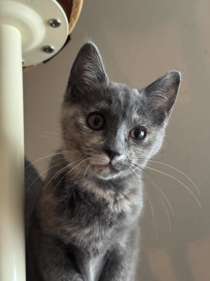ブチでグレーの子猫
静岡県 ♂ 生後3ヶ月 の"ブッチくん"ちゃんです。
 #猫の里親募集 #静岡県
詳細：neko-jirushi.com/foster/235040/
写真：