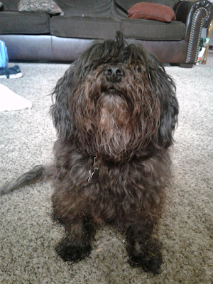TulsaMJ's tweet photo. Brand new on my blog: All Dogs Go https://t.co/Mmral6L2W1 #tc https://t.co/ueYgOIi3V8