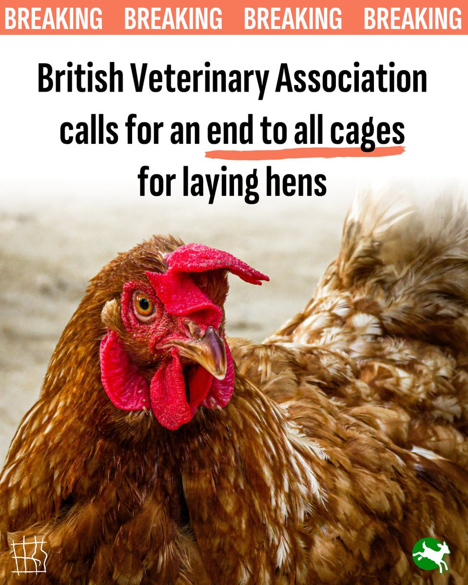 ciwf's tweet image. GOOD NEWS: @BritishVets published a new position paper calling for an end to keeping laying hens in cages &amp;amp; a ban on the import of caged eggs from other countries.

This follows a previous paper that called for a ban on the use of farrowing crates for pigs. 👏👏

#EndTheCageAge!