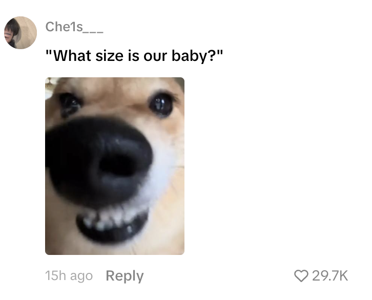 BaitySol's tweet photo. There's new dog meme going soo viral on TikTok: https://t.co/RwjUu8KLfV has 1.6M likes less than a day and everyone in comments memeng it. I remember we used to run a meme like this to millions on arb called "boop" so i think this is good on pumpfun. Bio says "little dog" and ppl are meme'ing it as boop 
$BOOP.
dog meme=dog charity