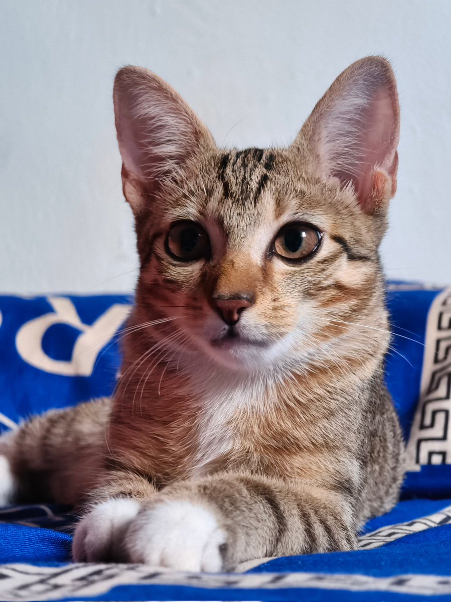 Quote with your fur baby. I wanna see!!!! 🥹🥹
