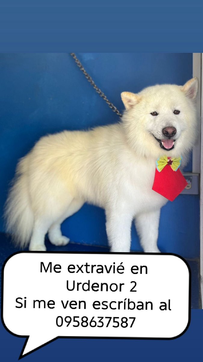 AlertaMePerdi's tweet image. #PERDIDO #GUAYAQUIL
Nombre: #Bolt
Fecha: 2026-04-29
Sector: Norte, Urdenor 2. Mz 213 edificio 26-29
Sexo: Macho
Raza: Samoyedo
Observación: Es todo blanco y muy amigable
Contacto: 0958637587
¡Ayúdalo a volver con su familia!
 #AlertaMePerdí