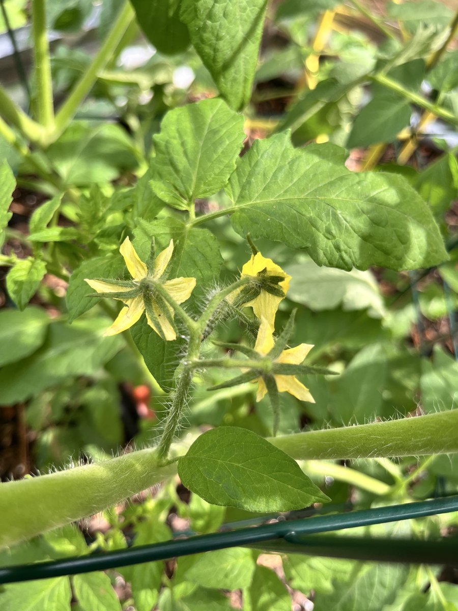 I love the smell of tomato plants!